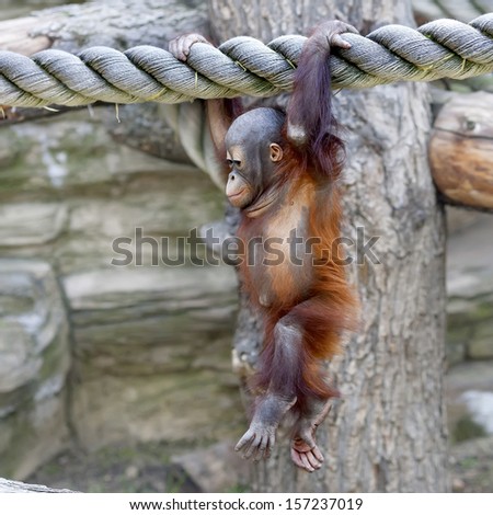 Walking on air of an orangutan baby. A young monkey on thick rope. Cute and cuddly cub with cheerful expression. Careless childhood of little great ape. Human like primate.