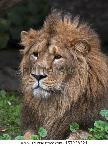 Portrait of a lying Asian lion, resting in forest shadow. The King of beasts, biggest cat of the world. The most dangerous and mighty predator of the world. Wild beauty of the nature.
