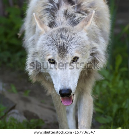 Alert stare of a molting polar wolf female with pink tongue on green grass background. Arctic wild dog, representative of the severe wildlife of the cold North.