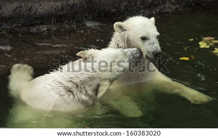 Kiss in cheek of polar bear babies. Love and friendship of the cute and cuddly young animals, which are going to be the most dangerous and biggest beasts of the world.