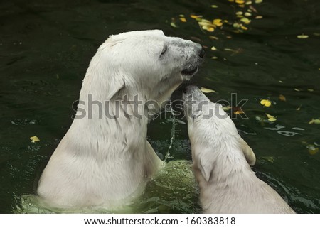 A polar bear mother is enjoying in pool with her baby. Cute family portrait of the most dangerous beast of the world. The biggest raptors show the model of love and tenderness.