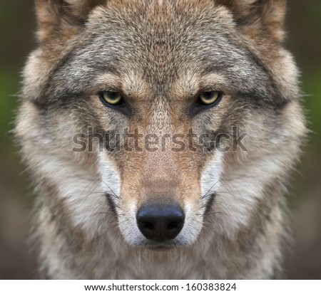 A Look Straight Into Your Soul Of A Severe Wolf Female. Menacing Expression Of The Young, Two Year Old, European Wolf, Very Beautiful Animal And Extremely Dangerous Beast.