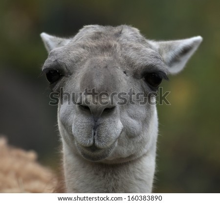 Funny face of a lama, South American animal, relative of the camels. Lama glama, latinos hoofed baggage animal with very expressive human like face.