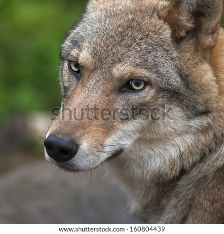 Graceful turn of the head of the young, two year old, european wolf female. Face portrait of a forest dangerous beast, Canis lupus lupus, on blur background. Beauty of the wildlife.