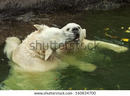 Sibling fighting in baby games. Two polar bear cubs are playing about in pool. Cute and cuddly young animals, which are going to be the most dangerous and biggest beasts of the world.