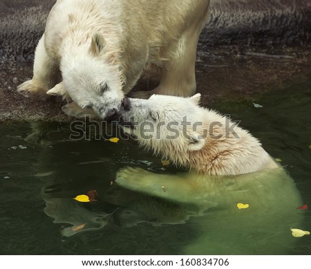 Sibling kiss of two polar bear cubs. Cute and cuddly animal babies, which are going to be the most dangerous beasts of the world. Young Arctic raptors are enjoying in pool.