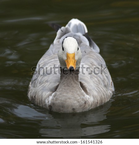 A bar-headed goose, Anser indicus, front view, on green water. Indian web-foot fowl with yellow beak, gray feathers and black stripes on the head.