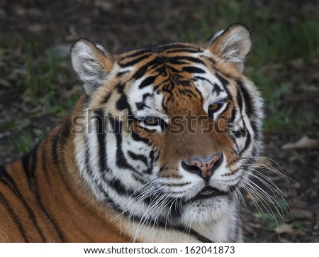 Eye to eye with a beautiful Siberian tiger female. Face portrait of the biggest cat, lying on blur gray background. The most dangerous and mighty beast of the world. Very powerful and dodgy raptor.
