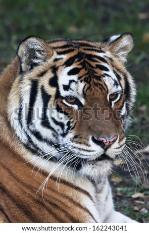 Close up with a beautiful Siberian tiger female. Face portrait of the lying biggest cat on green background. The most dangerous and mighty beast of the world. The very powerful and dodgy raptor.