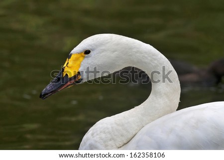 Side face portrait of a whooping swan. The head, twisted neck and back of a white swan with yellow beak. Wild beauty of a excellent web foot bird.