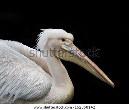 Portrait of a European white pelican, Pelecanus onocrotalus. Exotic bird with splendid plumage and huge beak with yellow skin bag. Expressive water fowl, isolated on black background.