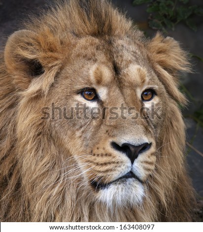 The face portrait of a calm Asian lion. The King of beasts, biggest cat of the world. The most dangerous and mighty predator of the world. Beauty of the wild nature.