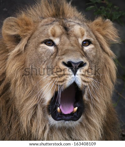 The face of a yawning Asian lion. The King of beasts, biggest cat of the world. The most dangerous and mighty predator of the world. Beauty of the wildlife.