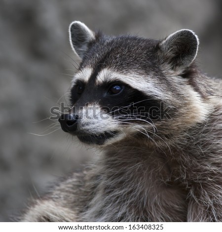 A raccoon or washing bear. The head of a cute and cuddly animal, that can be very dangerous beast. Side face portrait of the excellent representative of the wildlife.