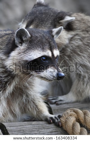 Inquisitive look of a raccoon or washing bear. The head of a cute and cuddly animal, that can be very dangerous beast. Side face portrait of the excellent representative of the wildlife.