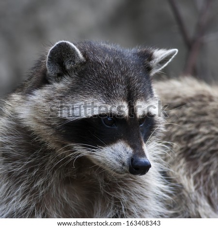Curious look of a raccoon or washing bear. The head of cute and cuddly animal, that can be very dangerous beast. Side face portrait of the excellent representative of the wildlife.