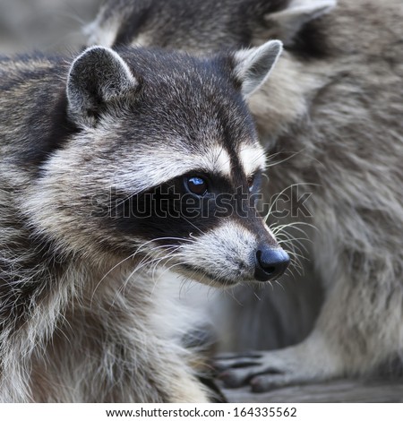 Inquisitive stare of a raccoon or washing bear. The head of a cute and cuddly animal, that can be very dangerous beast. Side face portrait of the excellent representative of the wildlife.