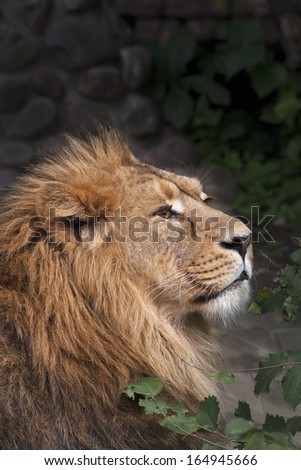 The side face portrait of a calm lion. The King of beasts, biggest cat of the world. The most dangerous and mighty predator of the world. Beauty of the wild nature.