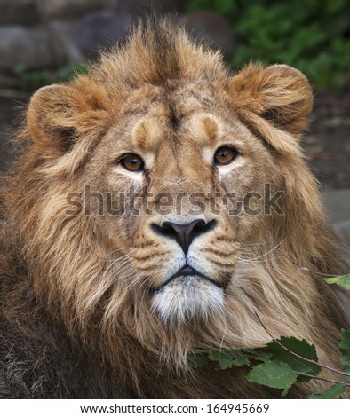 The face portrait of a calm lion. The head of the King of beasts, biggest cat of the world. The most dangerous and mighty predator of the world. Beauty of the wild nature.
