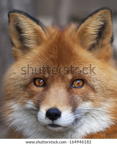 Face Portrait Of A Red Fox Male, Vulpes Vulpes. The Head A Beautiful Forest Wild Beast. Smart Look Of A Dodgy Vulpes, Skilled Raptor And Elegant Animal. Cute And Cuddly Creature.