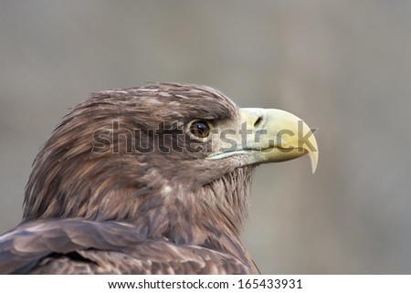 The head of a white-tailed sea eagle or erne, Haliaeetus albicilla, on gray background. Side face portrait of the very beautiful raptorial bird with severe expression.