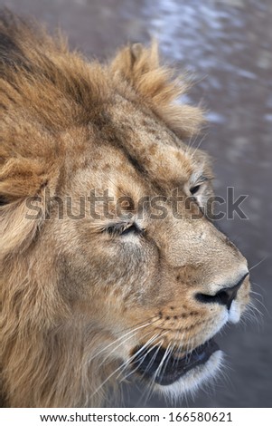 The head with shaggy mane of a lion, sleeping on his feet?. The young Asian lion and the King of beasts and the biggest cat of the world. Beauty of the wild nature.