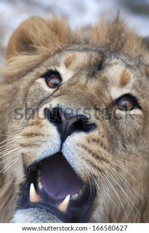 The nose of a lion, choked of the photographer\'s impudence. The head of a lion with snowflakes on his forehead. The young Asian lion on snow background. Beauty of the wild nature.