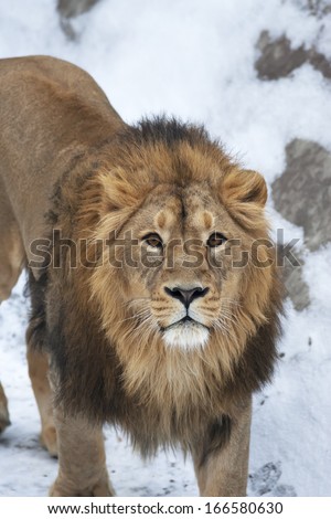 Siberian lion is looking straight into the camera. The young Asian lion on snow background. Winter cold is not bad weather for the King of beasts. Beauty of the wild nature.