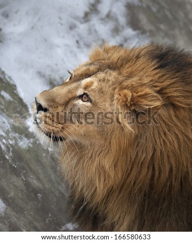 The head with shaggy mane of a lion with snowflakes on his forehead. The young Asian lion on snow background. Winter cold is not bad weather for the King of beasts. Beauty of the wild nature.