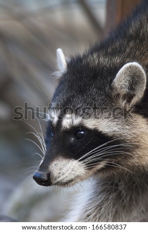 Interest in the eyes of a cute and cuddly raccoon, that can be very dangerous beast. Side face portrait of the excellent representative of the wildlife. Funny expression on the animal face.
