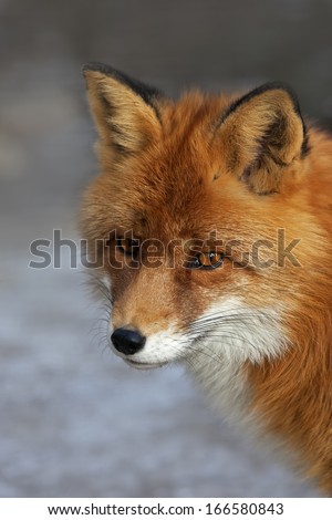 Face Portrait Of A Red Fox Male, Vulpes Vulpes, On Snow Background. The Head A Beautiful Forest Wild Beast. Smart Look Of A Dodgy Vulpes, Skilled Raptor And Elegant Animal. Cute And Cuddly Creature.