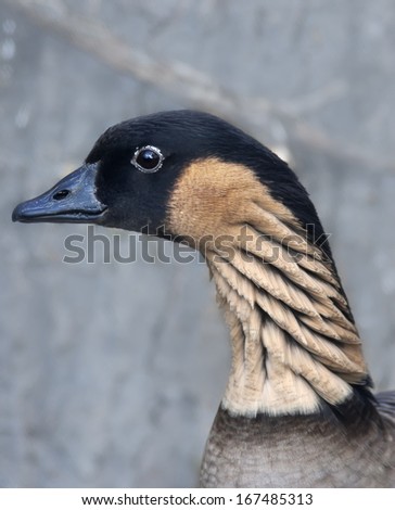 The head and neck of a Hawaiian goose, Branta sandvicensis, or Sandwich Island goose. Side face portrait of very beautiful web-foot fowl with indicative spiral furrows on his neck.