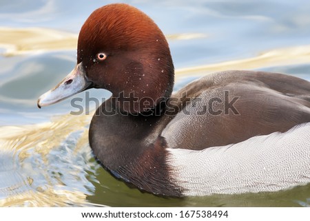 The head and front part of the body of a Common or European pochard male, Aythya ferina, or dunbird on green and golden water. The web-foot fowl is the natural decoration of our lakes and ponds.