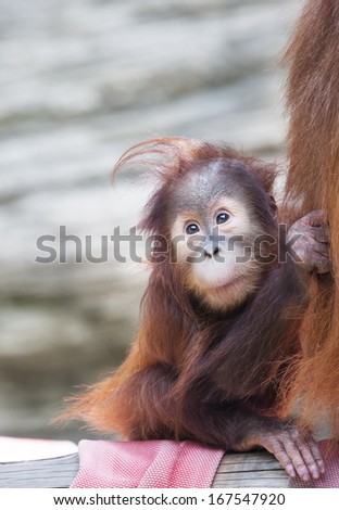 Stare of an orangutan baby, nestled up his mother. A little great ape is going to be an alpha male. Human like monkey cub in shaggy red fur.