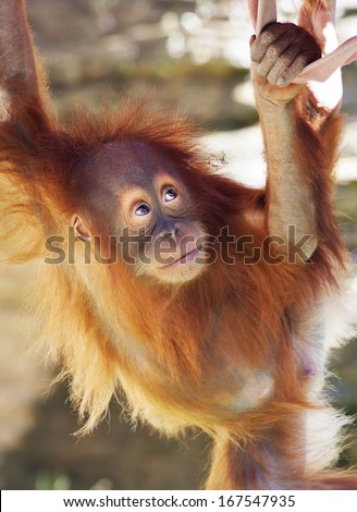 Look up of an orangutan baby in back light. A little great ape is going to be an alpha male. Human like monkey cub in shaggy red fur. Beauty of the wildlife.