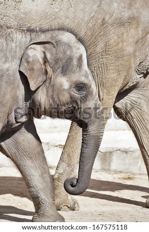 The head of a pacing young Asiatic or Indian elephant female, Elephas maximus, on her mother background. Side face portrait of a huge, but cute and cuddly animal. Charm of the wildlife.