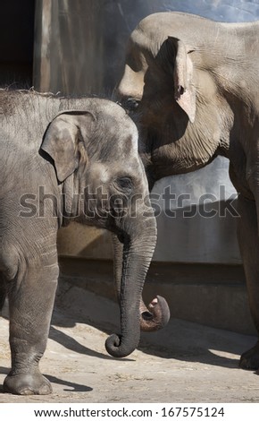 The head of a young Asiatic or Indian elephant female, Elephas maximus, head to head with her mother. Side face portrait of a huge, but cute and cuddly animals. Charm of the wildlife.