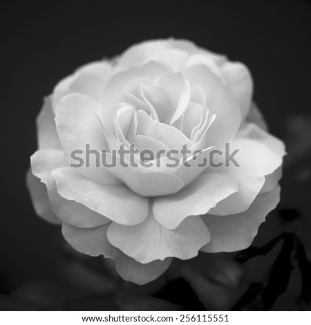 Single cream rose on dark background. Natural beauty of the neat flower in the black and white square image.