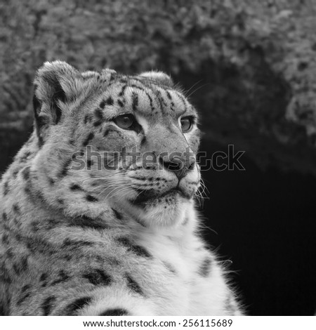 Half face portrait of a snow leopard, one of the most beautiful animal of the world. Grace pose of the big cat on rocky background. Black and white square image.