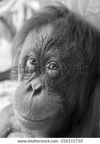 Eye contact with orangutan female close up. Face portrait of the most expressive animal, great human-like ape with hair dress in grunge style. Black and white image. Inimitable beauty of the wildlife.