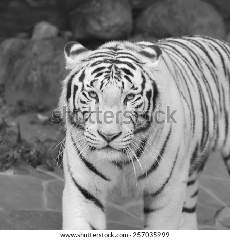 Eye contact with excellent white tiger. Adorable big cat, but dangerous raptor. Picturesque monochrome portrait of expressive and mighty animal. Amazing beauty of wildlife in black and white image.