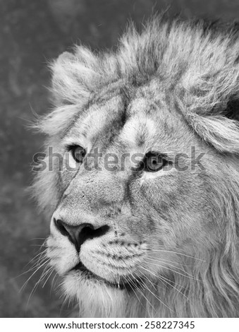 Side face portrait of adorable lion with snowflakes on his forehead. Winter cold is not bad weather for the excellent King of beasts, big cat. Amazing beauty of wild nature in black and white image.