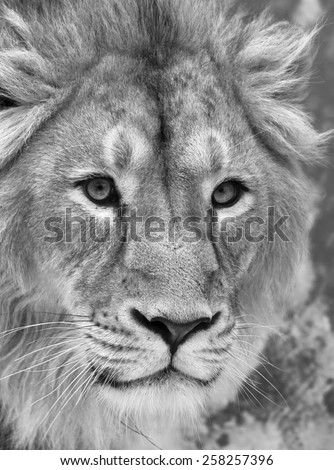 The head of a lion with snowflakes on his forehead. The young Asian lion on snow background. Winter cold is not bad weather for the King of beasts. Beauty of the wild nature.