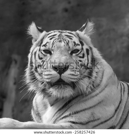 Stare of adorable white bengal tiger close up. Eye contact with excellent big cat, but dangerous raptor. Picturesque portrait of expressive animal. Amazing beauty of wildlife in black and white image.