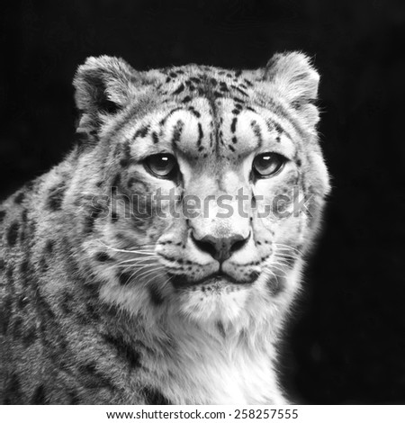 Eye contact with excellent snow leopard, isolated on black background. Adorable big cat, but dangerous raptor. Picturesque portrait of animal. Amazing beauty of wildlife in black and white image.