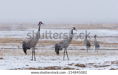 Common crane snowing, latin: Grus grus, prenuptial fights in the Gallocanta Lake, Zaragona, spain