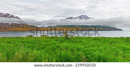 Olafsfjordur fjord landscape with invasive plants Lupinus nootkatensis, Iceland