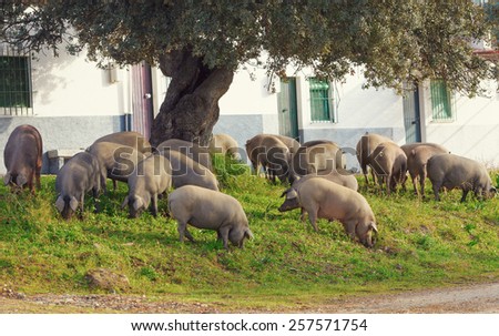 Iberian pigs eating acorns under an oak near some houses, Aracena, Huelva, Spain