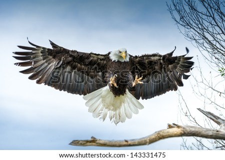 American Bald Eagle Landing On A Branch