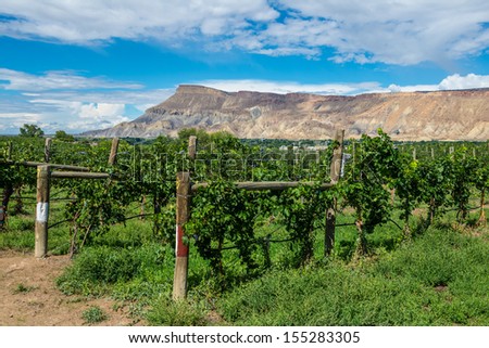 Wine vineyard growing in rows with a beautiful mesa in the background